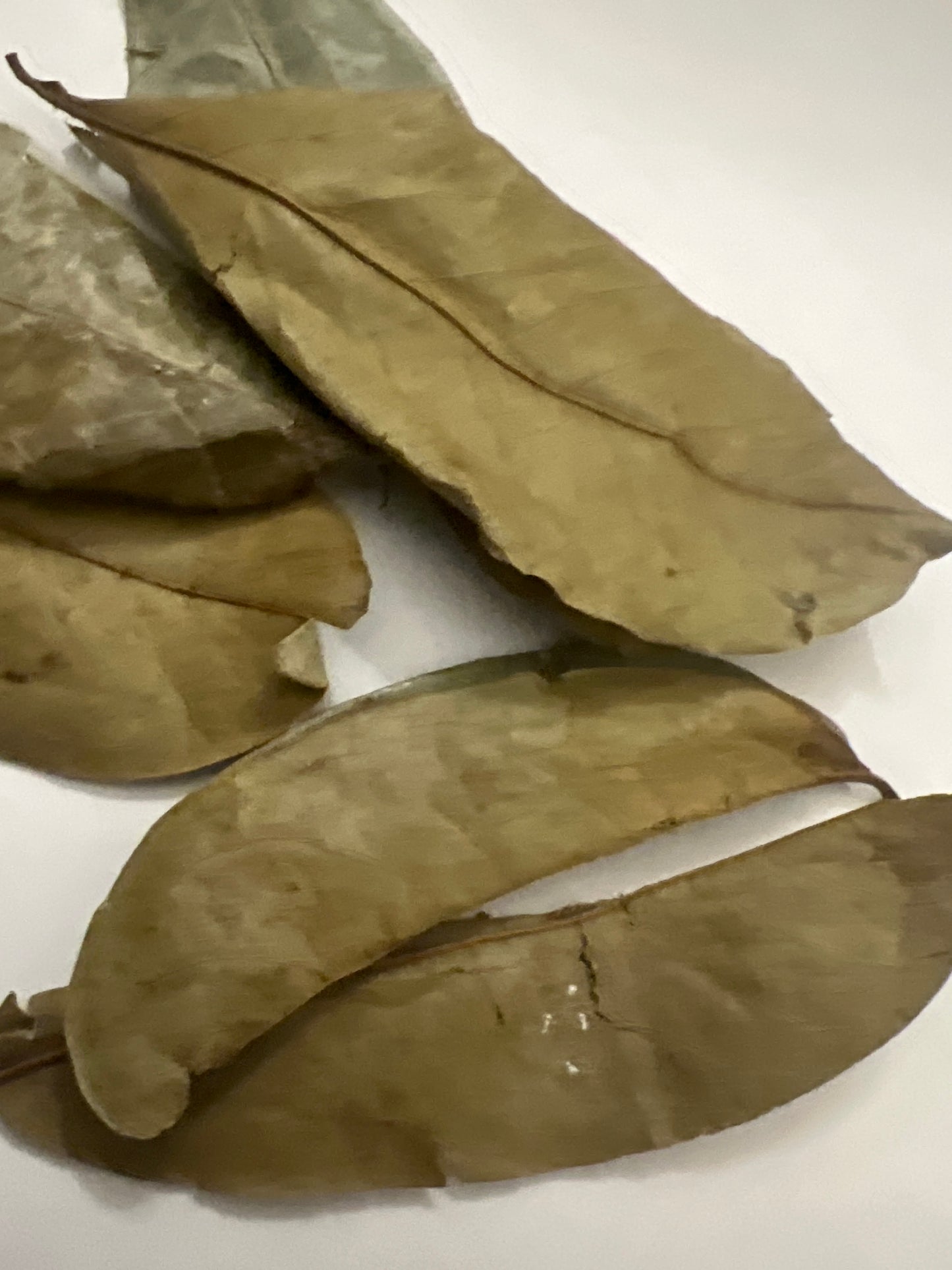 SOURSOP LEAVES